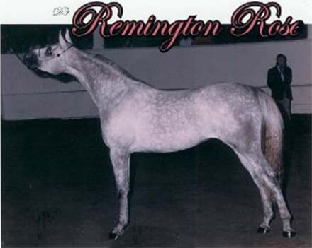 Sharon Preston's horse Remington Rose