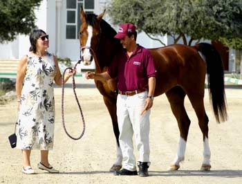 Hachim, AHS Premium stallion, after winning 2005  WEC in Dubai - bred by Gadebrook